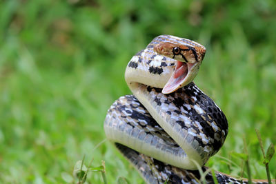 Copper-headed trinket snake ready to attack, closeup snake