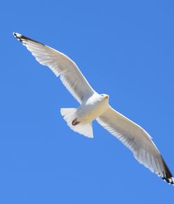 Low angle view of seagull flying against clear blue sky