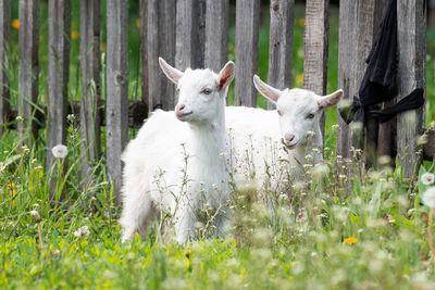 Sheep in a field