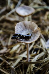 Close-up of insect on mushroom