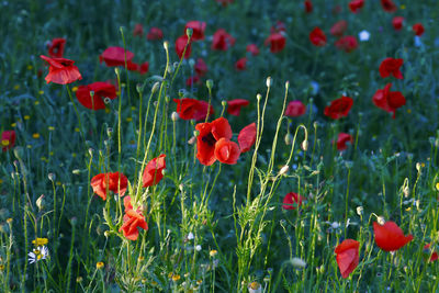 Red poppy flowers blooming in field