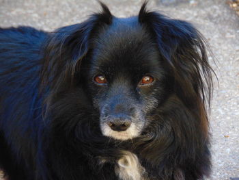 Close-up portrait of black puppy