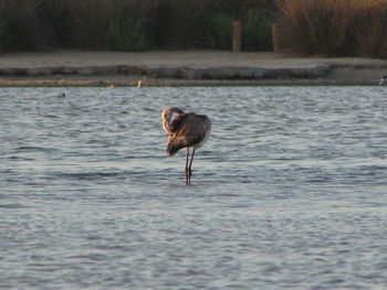 Bird in lake