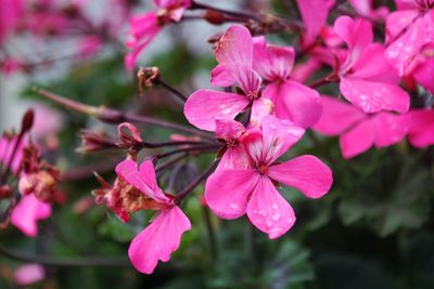 Close-up of pink flowers blooming outdoors