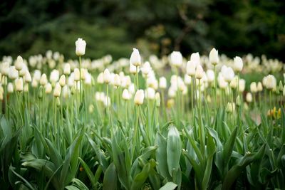 Close-up of white flowering plants on field