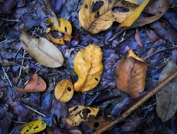 High angle view of dry leaves on field