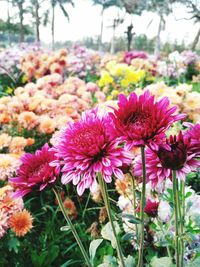 Close-up of pink flowers blooming outdoors