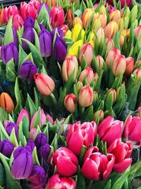 Close-up of colorful tulips