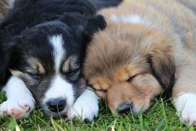 Close-up of a dog sleeping