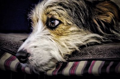 Dog lying on the bed