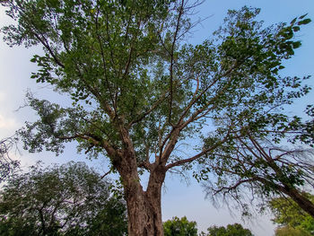 Low angle view of trees against sky