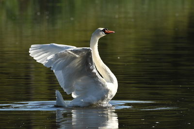 Majestic swan