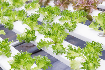 High angle view of vegetables on table