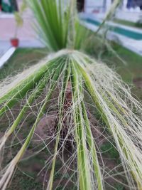 Close-up of fresh green plant