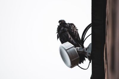 Low angle view of a bird