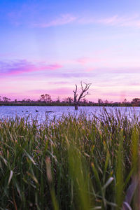 Scenic view of field against sky during sunset