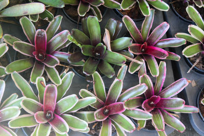 Close-up of succulent plant