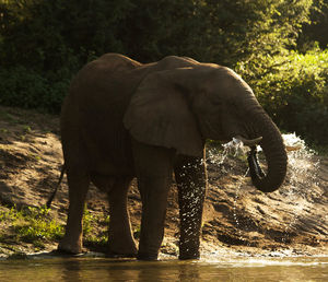 Close-up of elephant drinking water