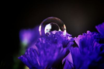 Close-up of purple flowers