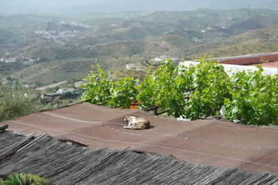 Cat sleeping on the roof