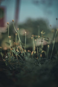 Close-up of grass growing on field