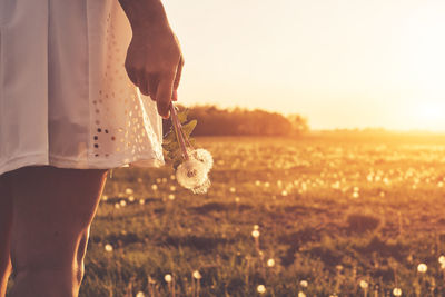 Midsection of woman holding dandelion while standing on field against sky during sunset