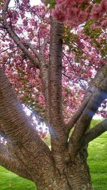 Low angle view of flower tree