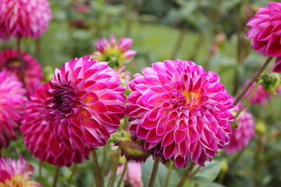 Close-up of pink flowering plants in park