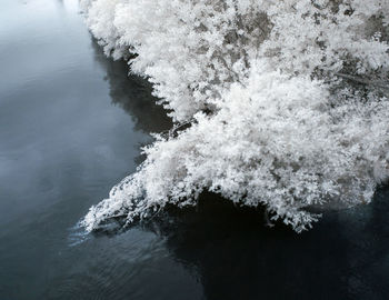 Frozen tree by sea