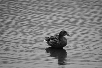 Close-up of duck swimming on lake