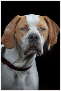 Close-up of a dog looking away