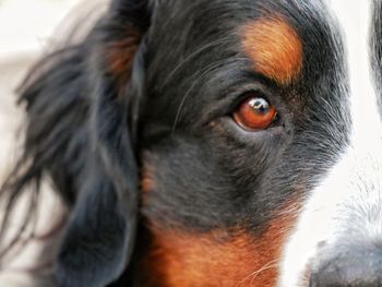 Close-up portrait of a dog