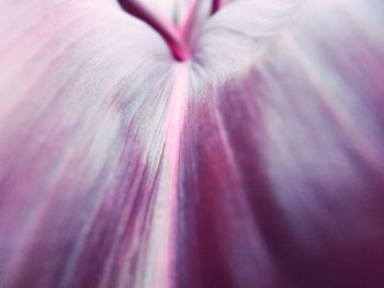 Detail shot of pink flower petal