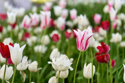 Close-up of pink flowering plants on field