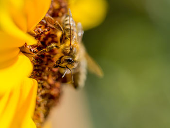 Close-up of bee pollinating on flower