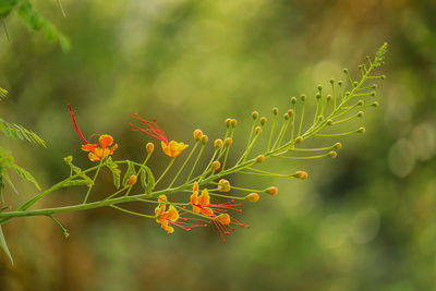 Close-up of flowering plant