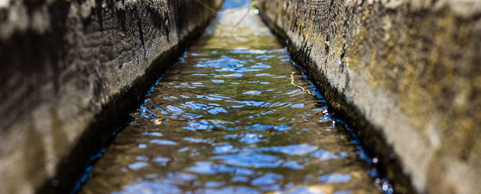 Close-up of horse in river