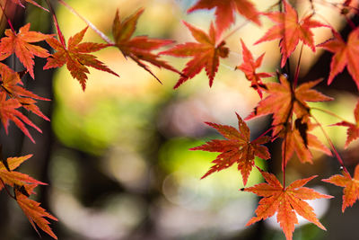 Close-up of maple leaves on branch
