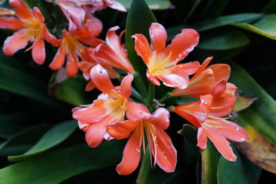 Close-up of flowers