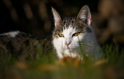 Close-up portrait of a cat