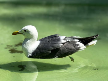 Close-up of duck