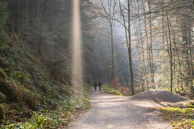 Rear view of people walking on road amidst trees in forest