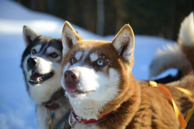 Close-up portrait of a dog