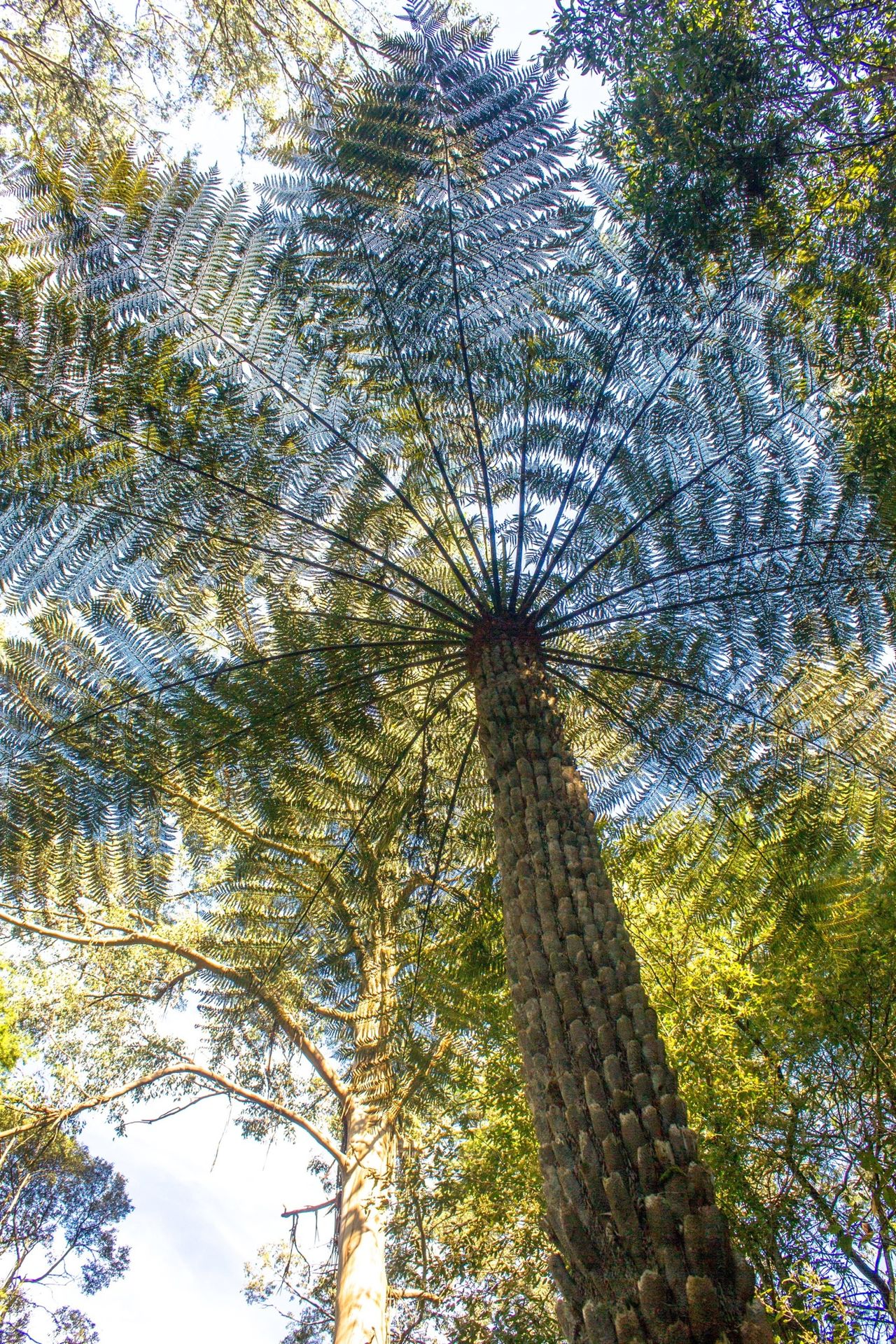 Ferns