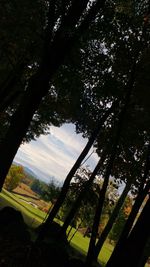 Scenic view of trees against sky