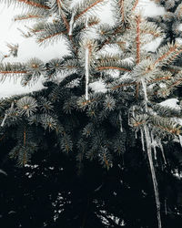 Low angle view of trees during winter at night