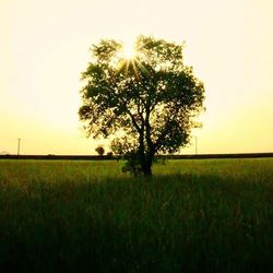 Scenic view of grassy field against sky at sunset