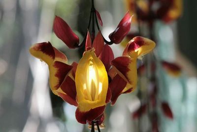 Close-up of flowers blooming outdoors