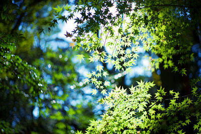 Low angle view of trees