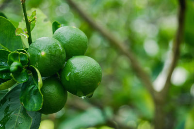 Close-up of fruits growing on tree